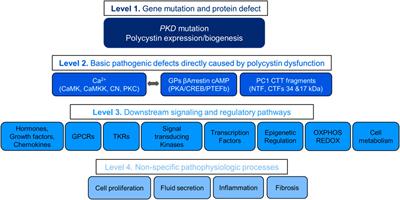 Emerging therapies for autosomal dominant polycystic kidney disease with a focus on cAMP signaling